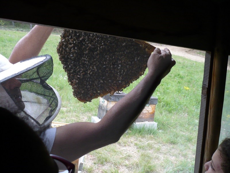 Image serre avec abeilles