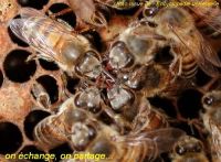 presentation-echange-abeilles7