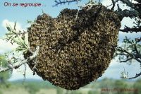 presentation-essaim-abeilles4
