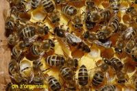presentation-organisation-abeilles6