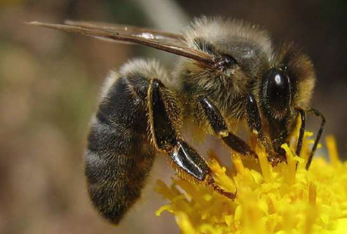 Sauvegarde abeille noire